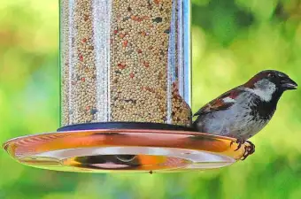 birds food online