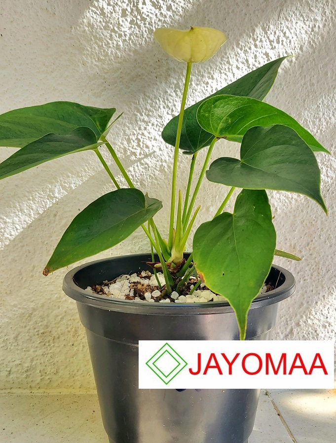 Anthurium plants - Vanilla Yellow -Bangkok variant - with flowers and pot for your loving home from JAYOMAA. 