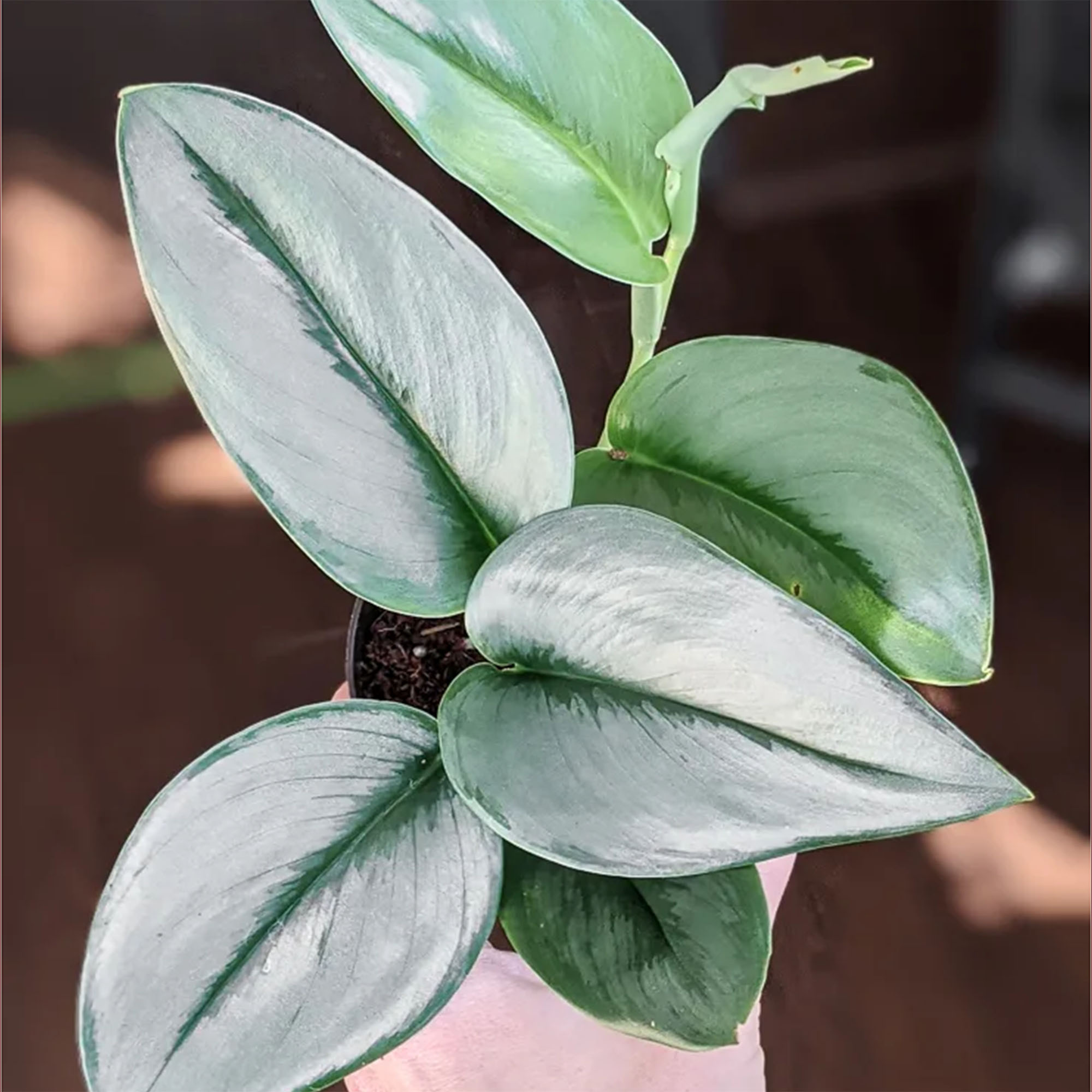 Money Plant / Golden Pothos/ Marble Queen/ N'joy /Heartleaf plant/Silver/Moonlight Pothos with pot. 