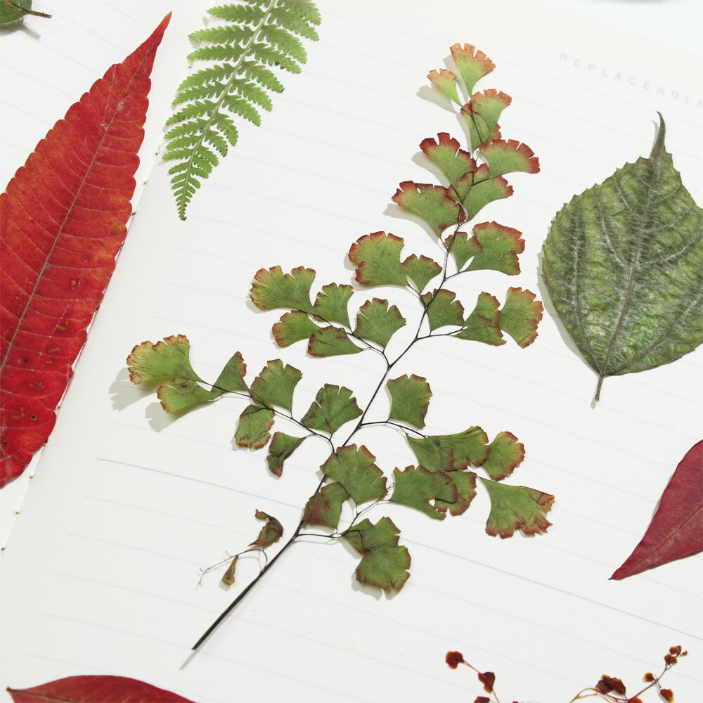 Natural Dry Leaves DIY Decorative Filling Materials Real Dried Pressed Flowers Assorted for Pressed Leaf Resin Mold Art Craft. 