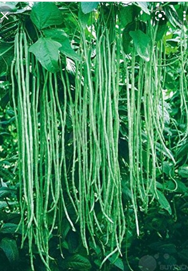 Hawari Me Karal/Hawari Long Beans (Green) Seeds For Home Garden