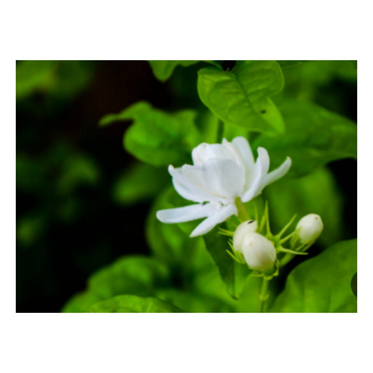 Live Jasmine Flowe Plants,Naturl Flower Plants,Rosa Pichcha Flower Plants. 