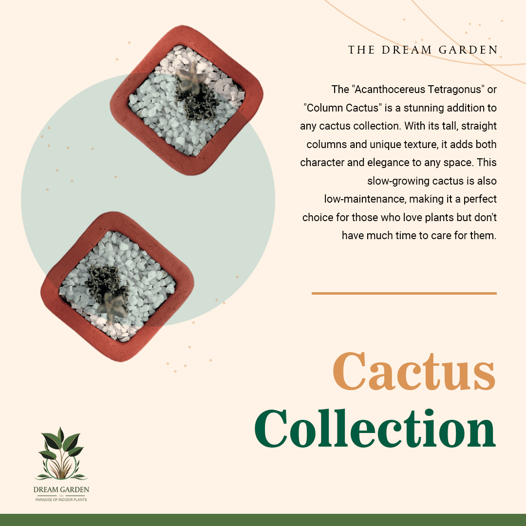 Fairy Castle Cactus Plant (Acanthocereus Tetragonus) - Indoor Plant. 