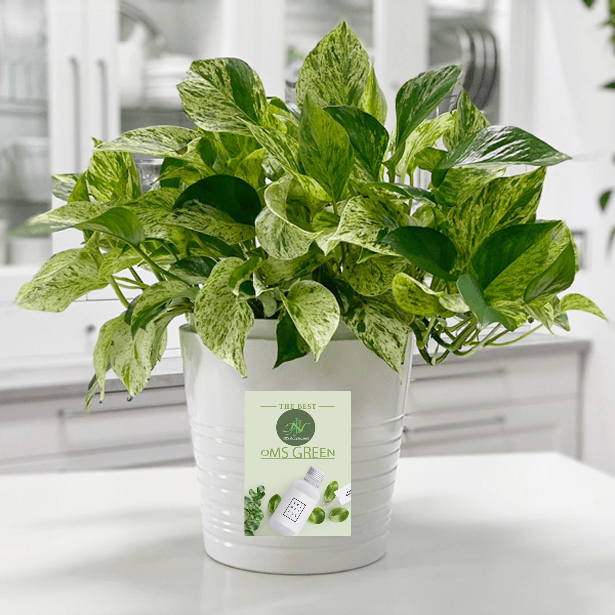 Money Plant / Golden Pothos/ Marble Queen/ N'joy /Heartleaf plant/Silver/Moonlight Pothos with pot. 