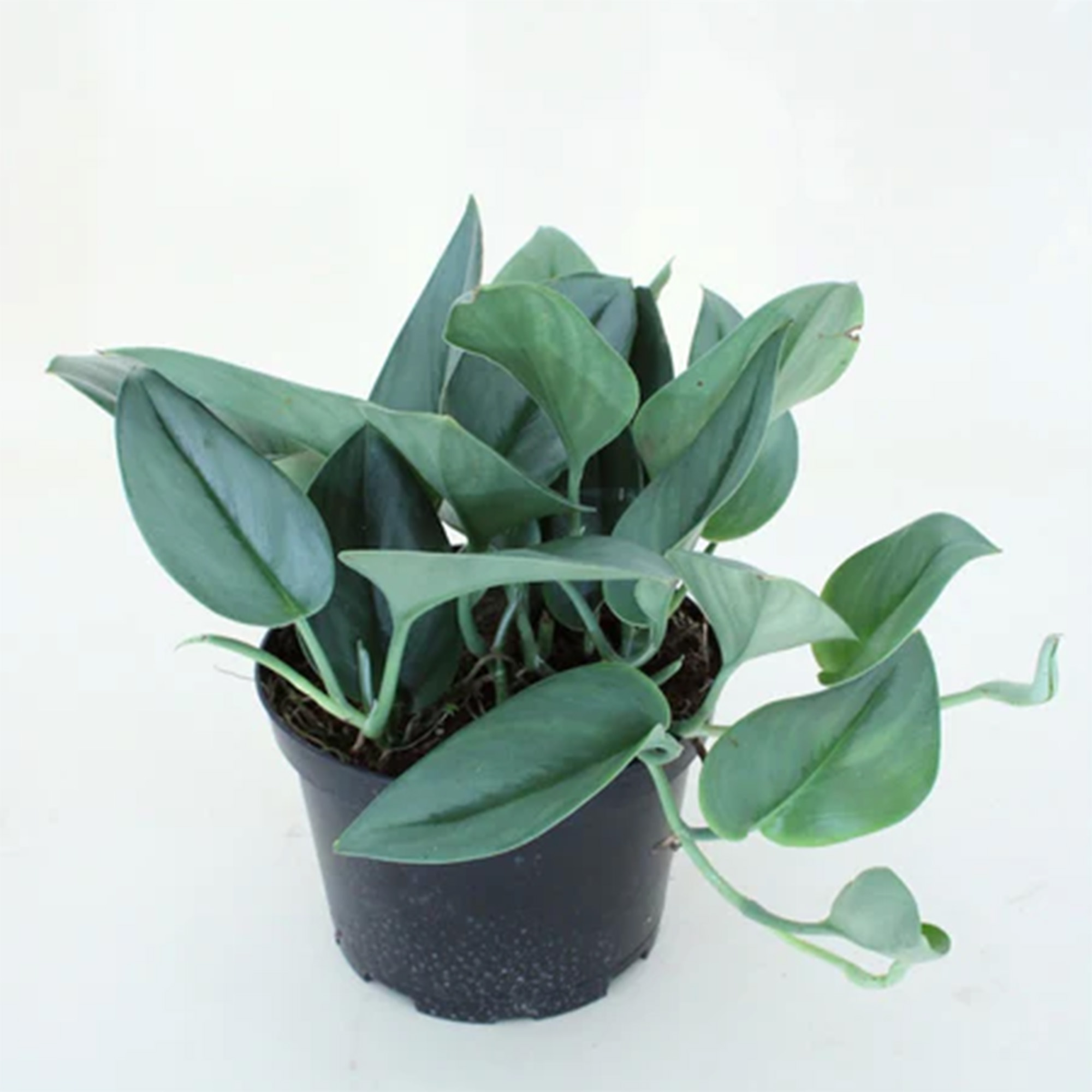 Money Plant / Golden Pothos/ Marble Queen/ N'joy /Heartleaf plant/Silver/Moonlight Pothos with pot. 