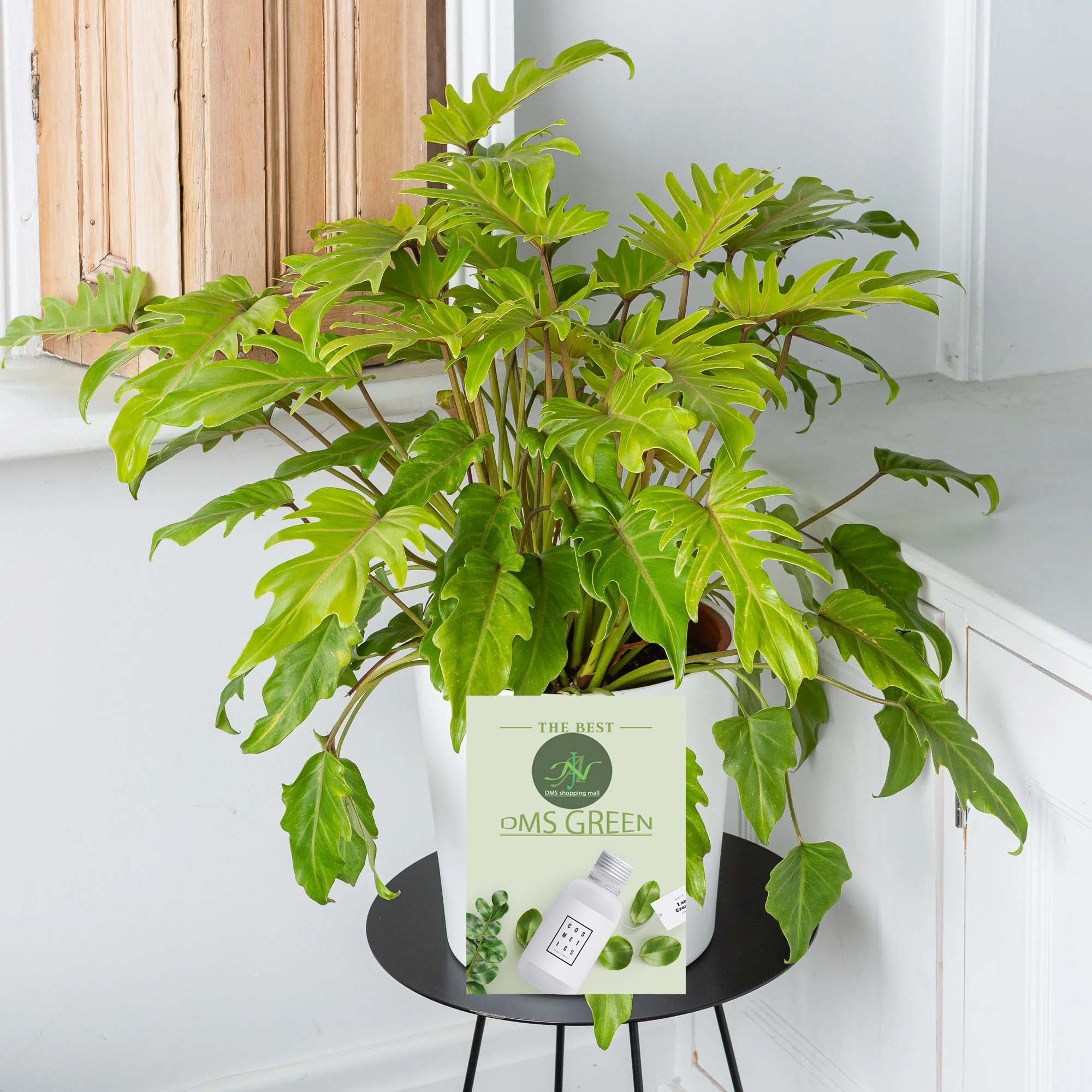 stinging nettle plant seeds Stinging Nettle – 100 Seeds