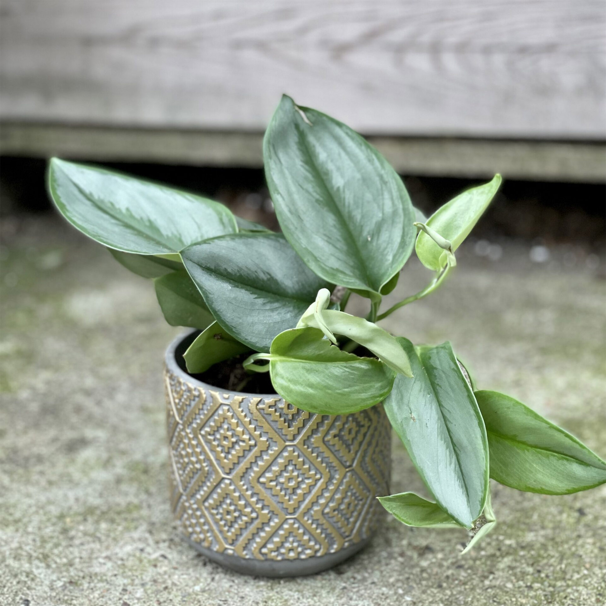 Money Plant / Golden Pothos/ Marble Queen/ N'joy /Heartleaf plant/Silver/Moonlight Pothos with pot. 