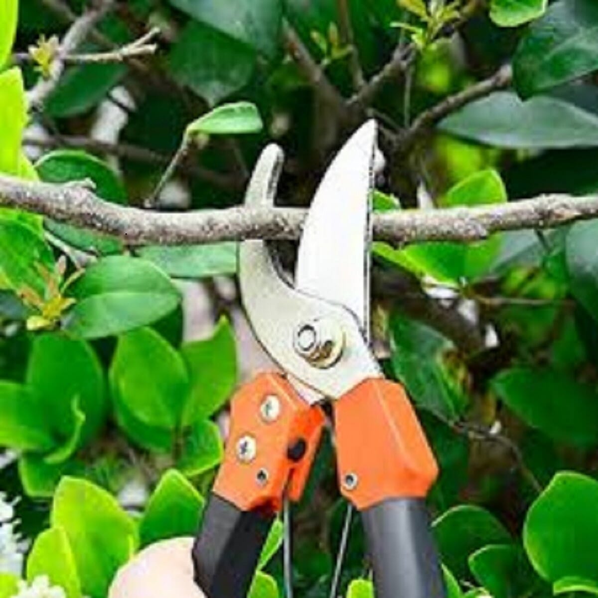 Pruning Shears 8 inch Garden Scissors Garden Shears Tree Trimmers Secateurs Clipper Tools. 