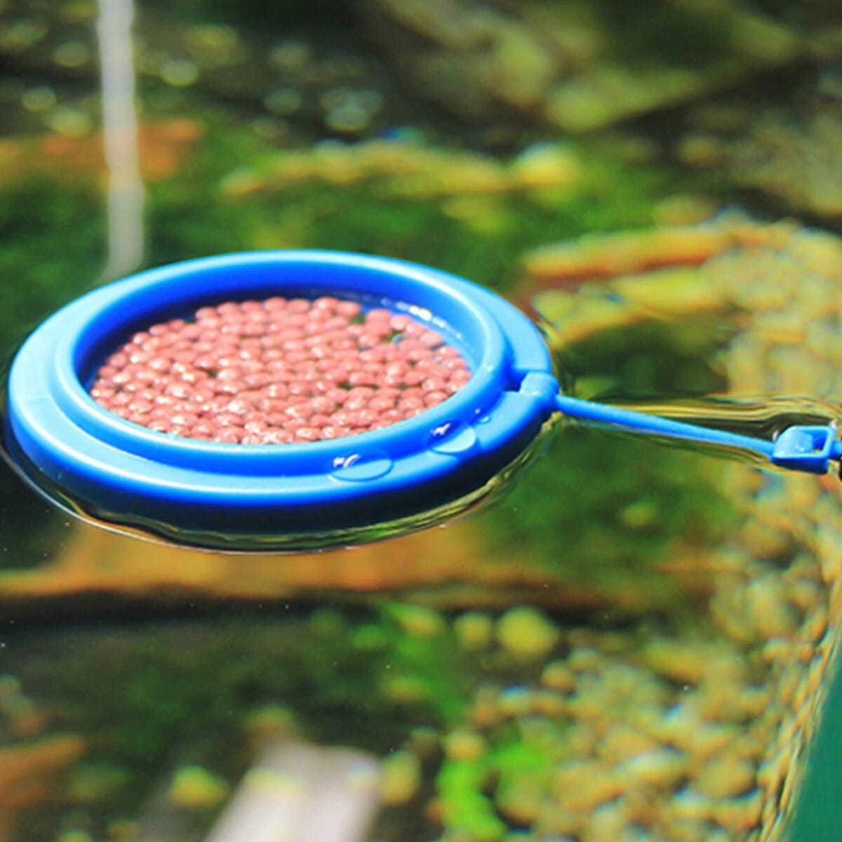 Discover 166+ fish feeding ring latest xkldase.edu.vn
