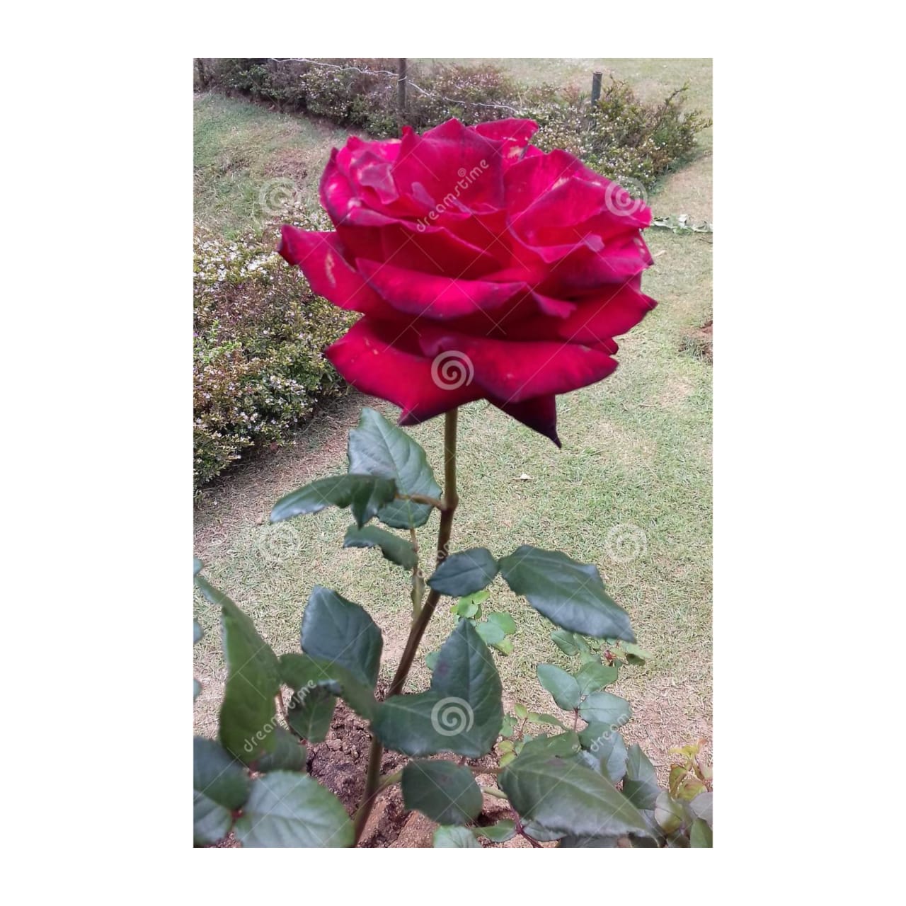 Rose Flower Cultivation In Sri Lanka Best Flower Site