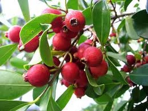 Fruit plant. 