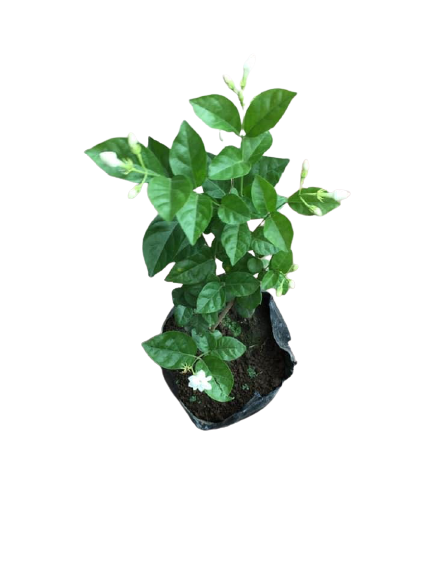 White jasmine flower plant. 