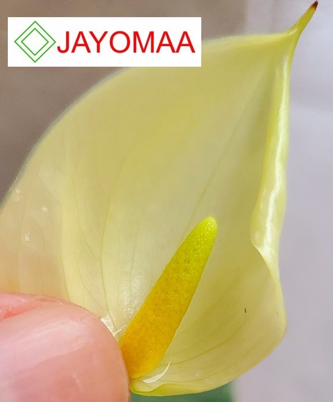 Anthurium plants - Vanilla Yellow -Bangkok variant - with flowers and pot for your loving home from JAYOMAA