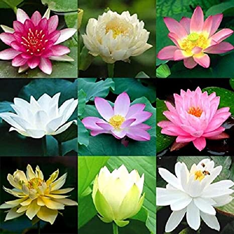 Albert solution for lotus flowers   50g pack. 