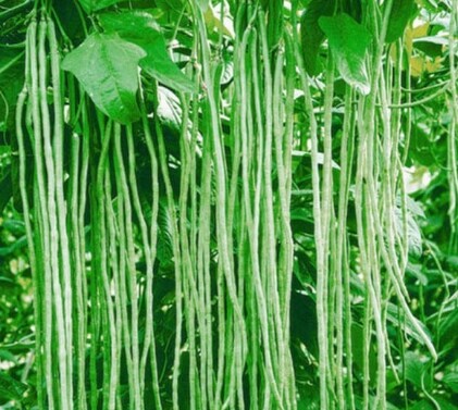 Hawari Me Karal/Hawari Long Beans (Green) Seeds For Home Garden. 