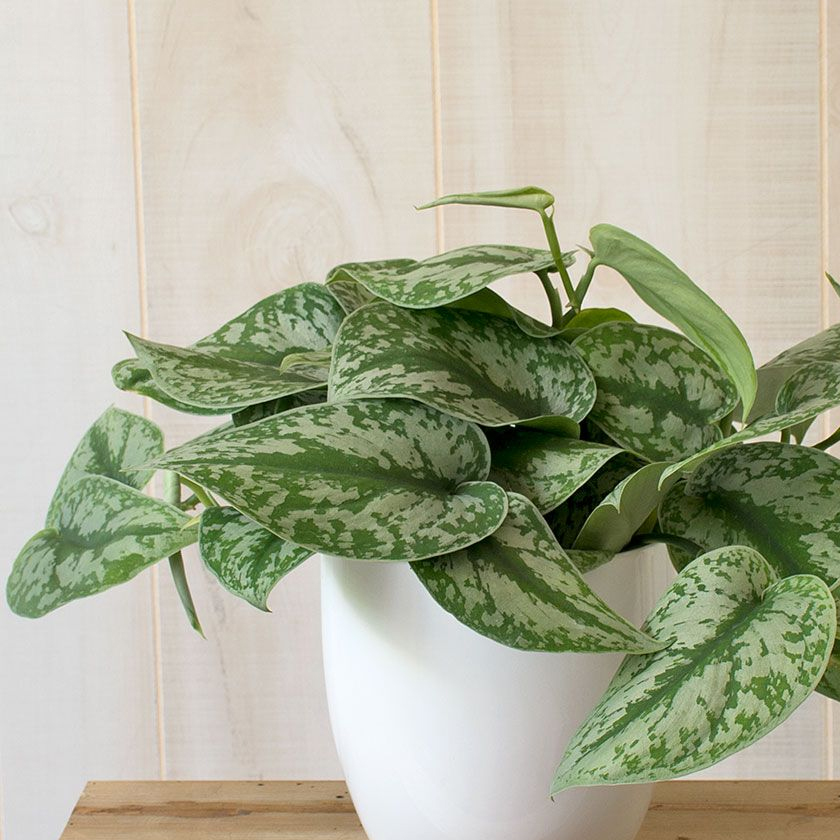 Money Plant / Golden Pothos/ Marble Queen/ N'joy /Heartleaf plant/Silver/Moonlight Pothos with pot. 