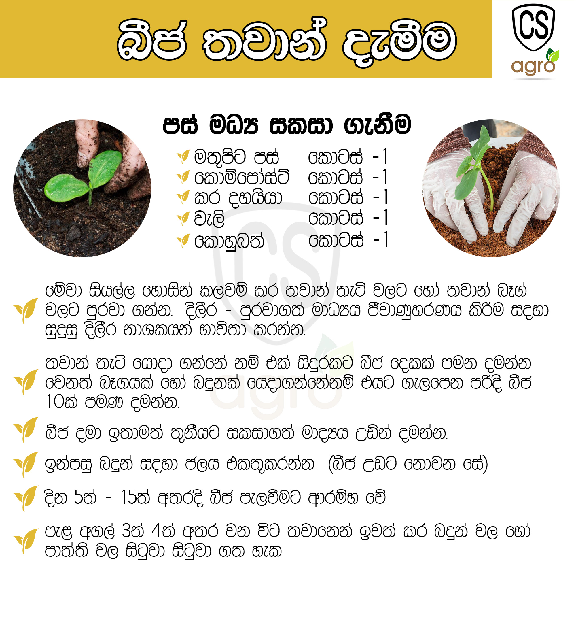 Brinjal Lena Iri Seeds Prima Gardening Agriculcure Home. 