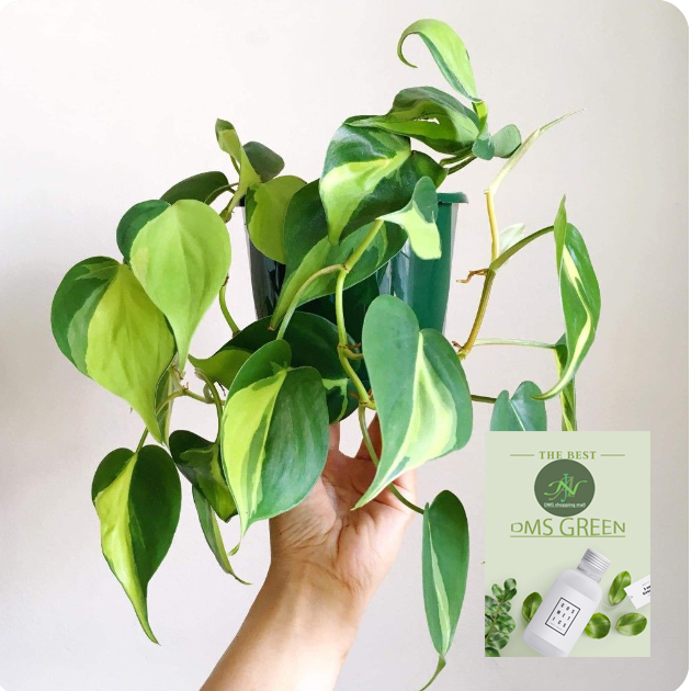 Money Plant / Golden Pothos/ Marble Queen/ N'joy /Heartleaf plant/Silver/Moonlight Pothos with pot. 
