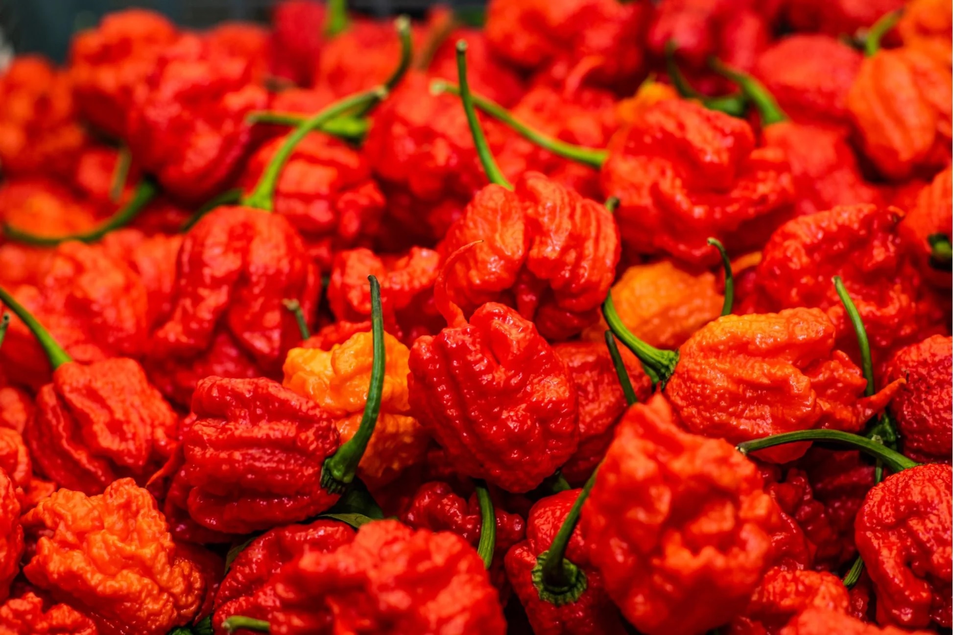 Carolina Reaper Chili Seeds, Rare World Hottest Chili, 50 Seeds, Import From The UK, 98% Germination Rate. 