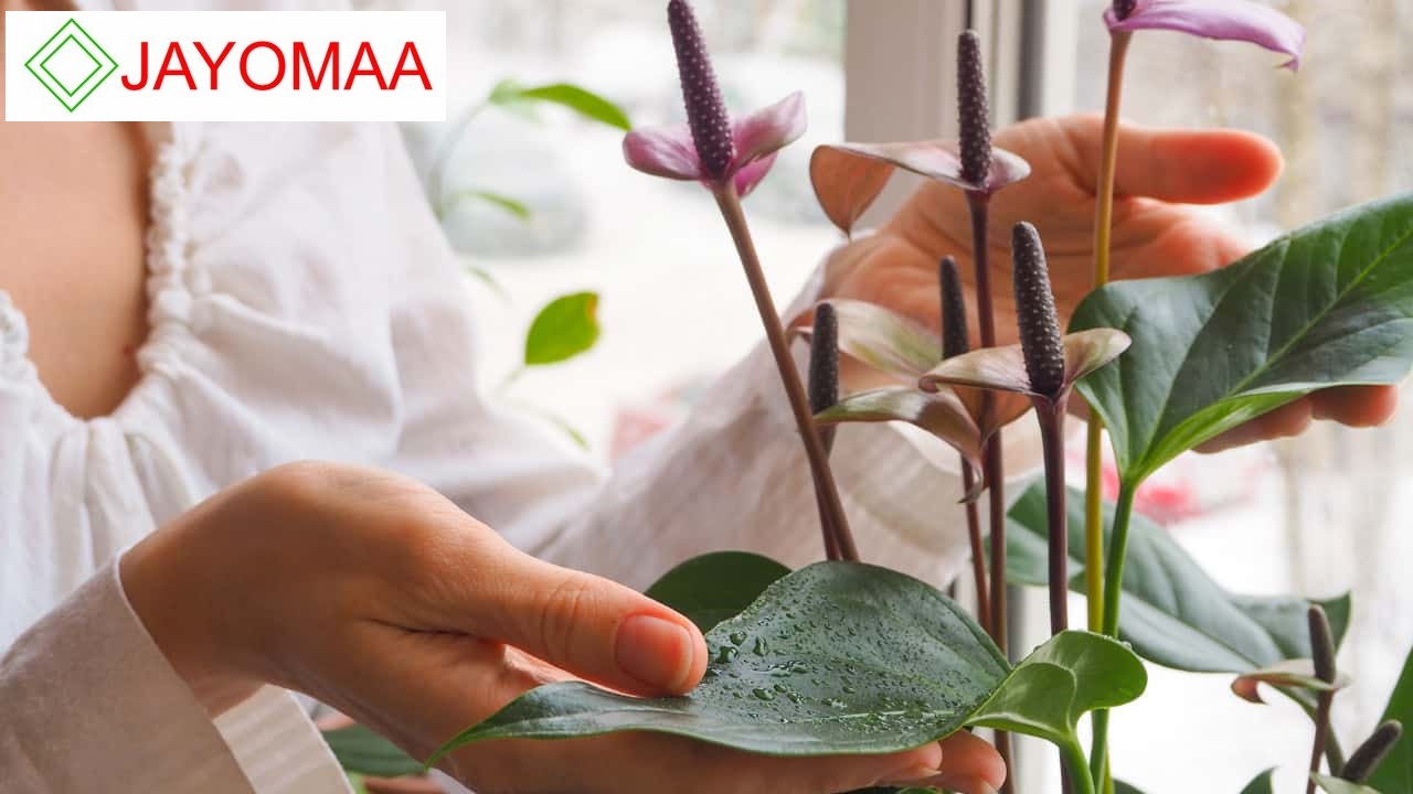 Anthurium plants - Vanilla Yellow -Bangkok variant - with flowers and pot for your loving home from JAYOMAA. 