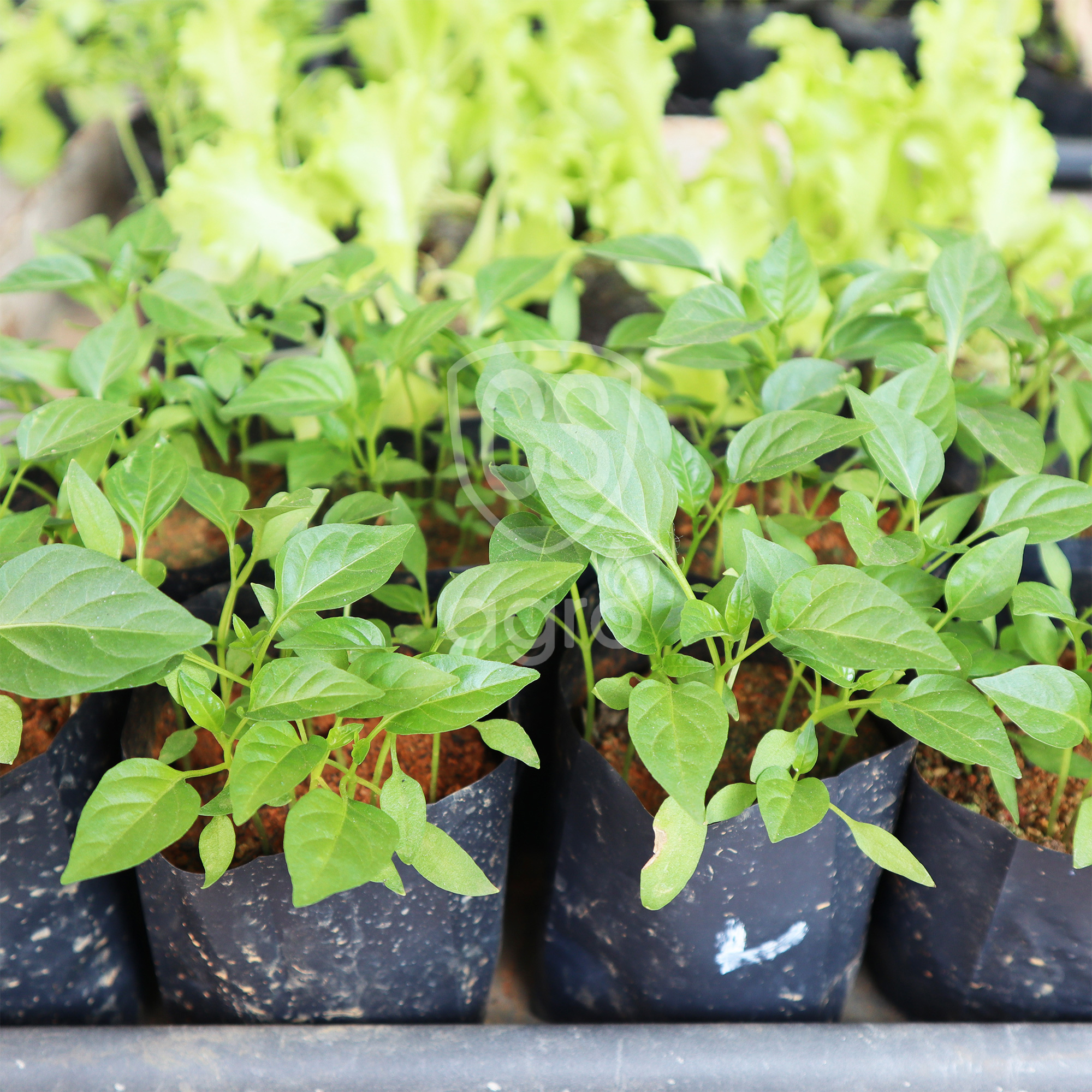 Planting Grow Bags Home Garden Decoration Plant Seeds Long Durability 24x24 - 1kg (10+/-). 