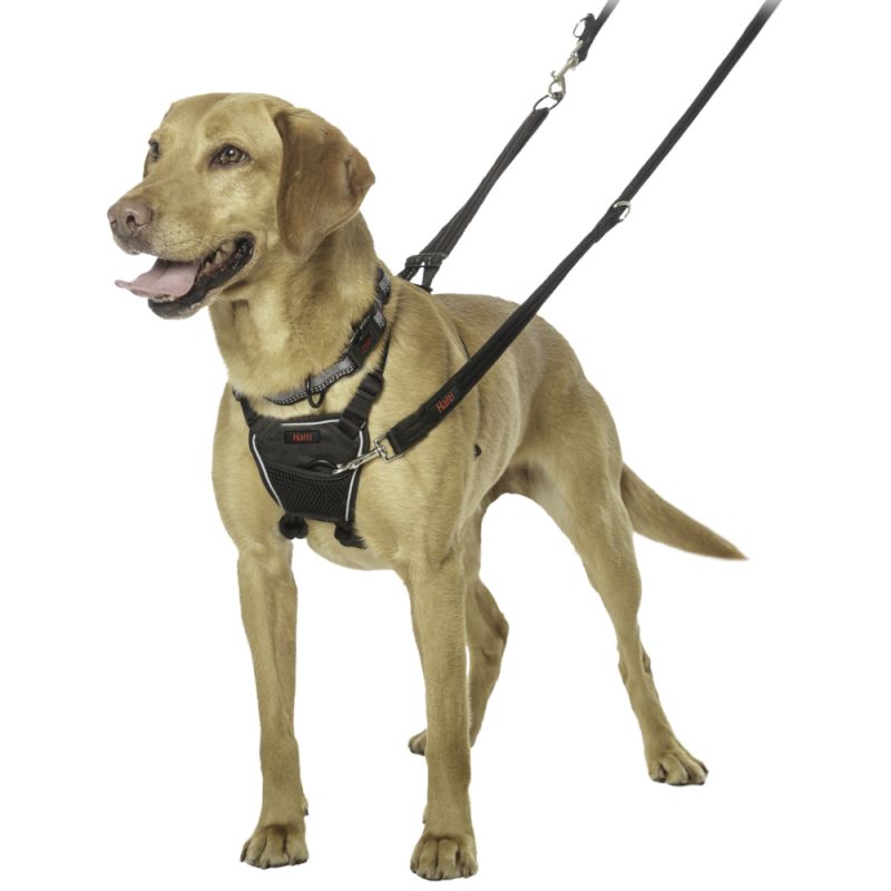 halti training leash