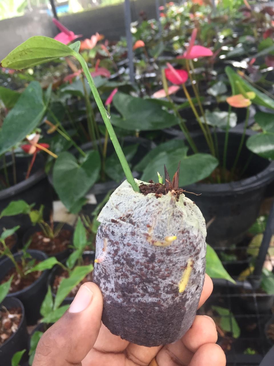 Coco Pellets/Coco Disc/Coco Plug 20pcs set Growing Medium Jiffy coco Peat (50mm) Seeds Planting Anthurium Flower. 