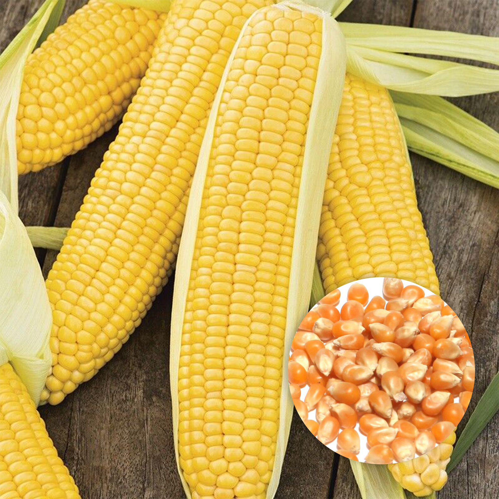 Maize, Bada Iringu F1 Hybrid, 25 Seeds Pack