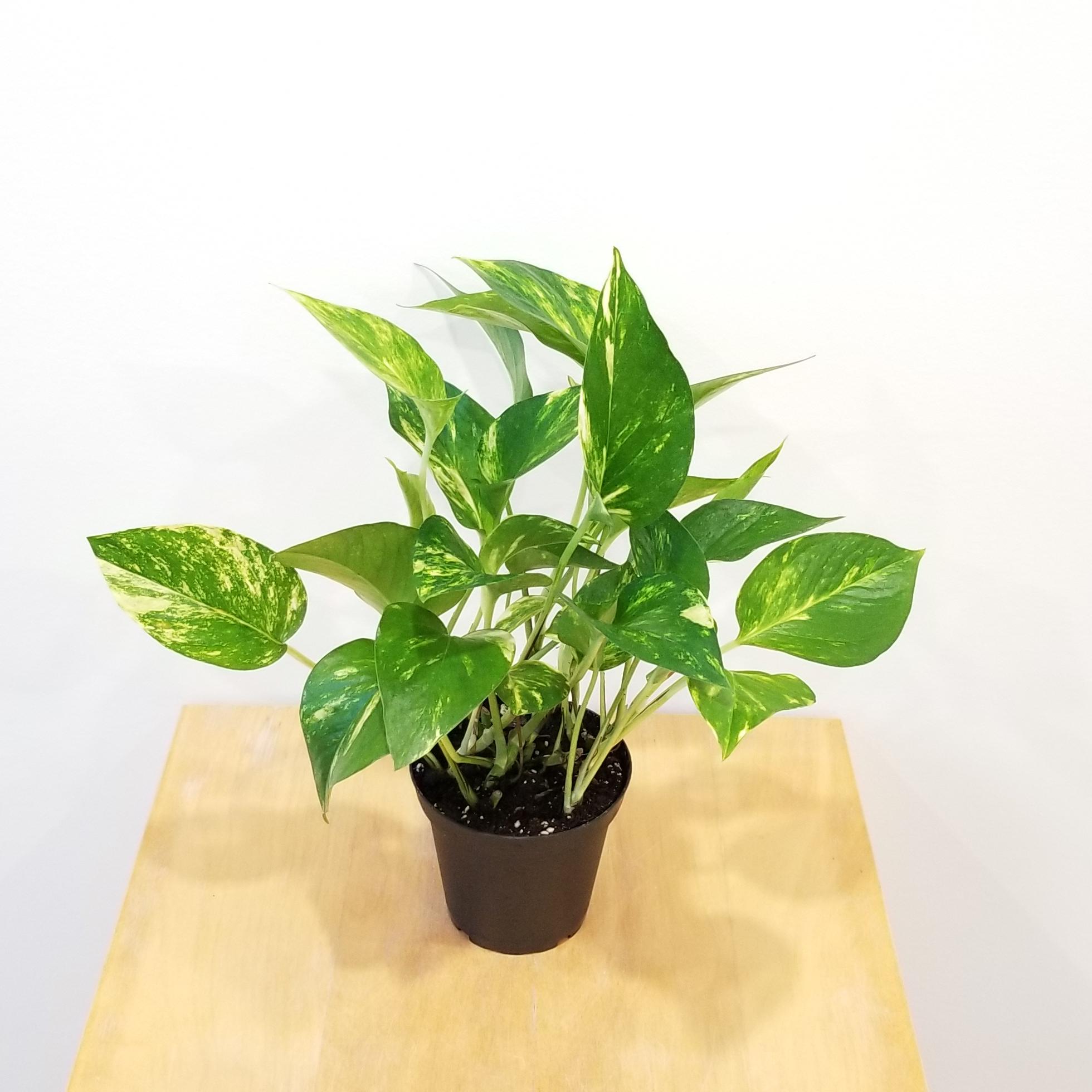 Money Plant