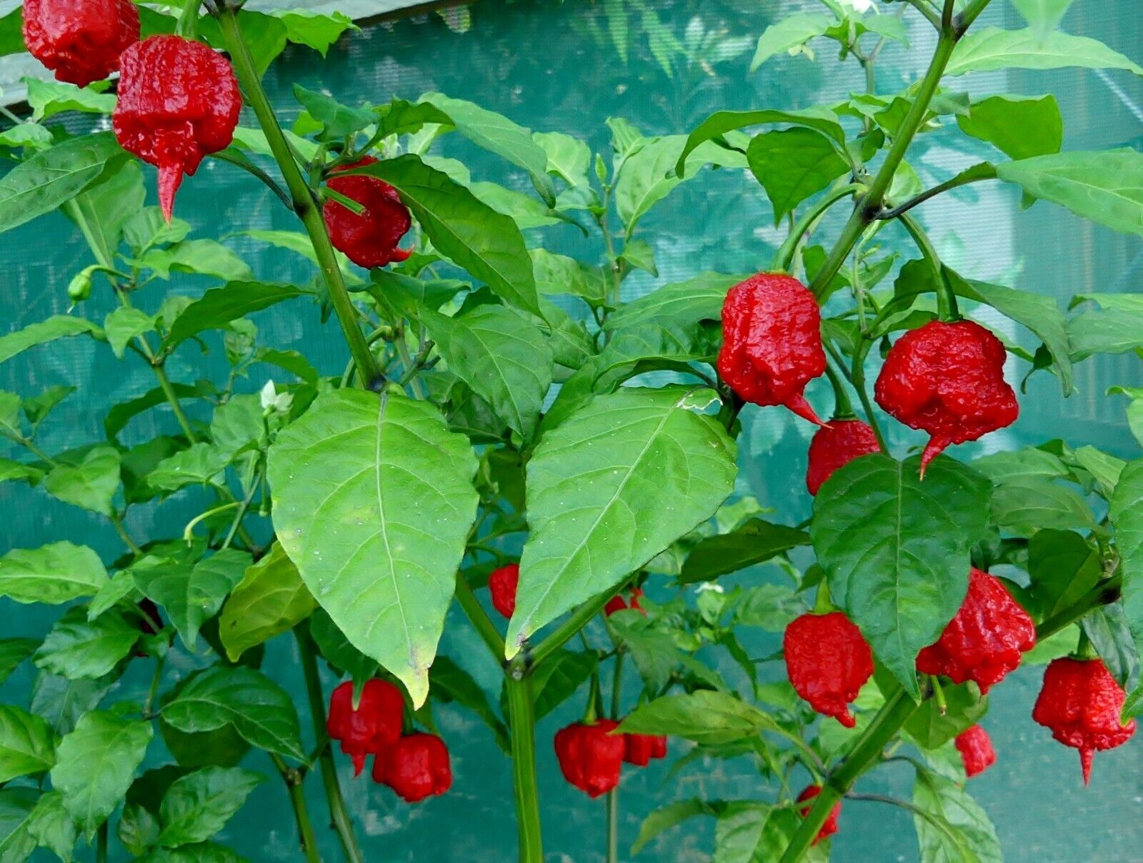 Carolina Reaper Chili Seeds, Rare World Hottest Chili, 50 Seeds, Import From The UK, 98% Germination Rate. 