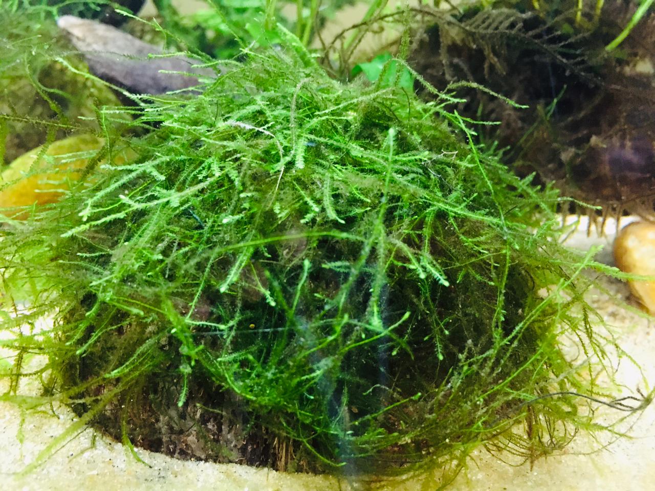 Aqua Plants Aqua Plants Official Online Store In Sri Lanka Daraz Lk