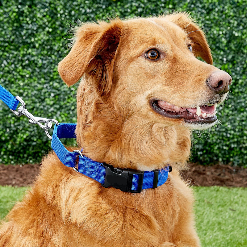 Are Martingale Collars Good For Dogs