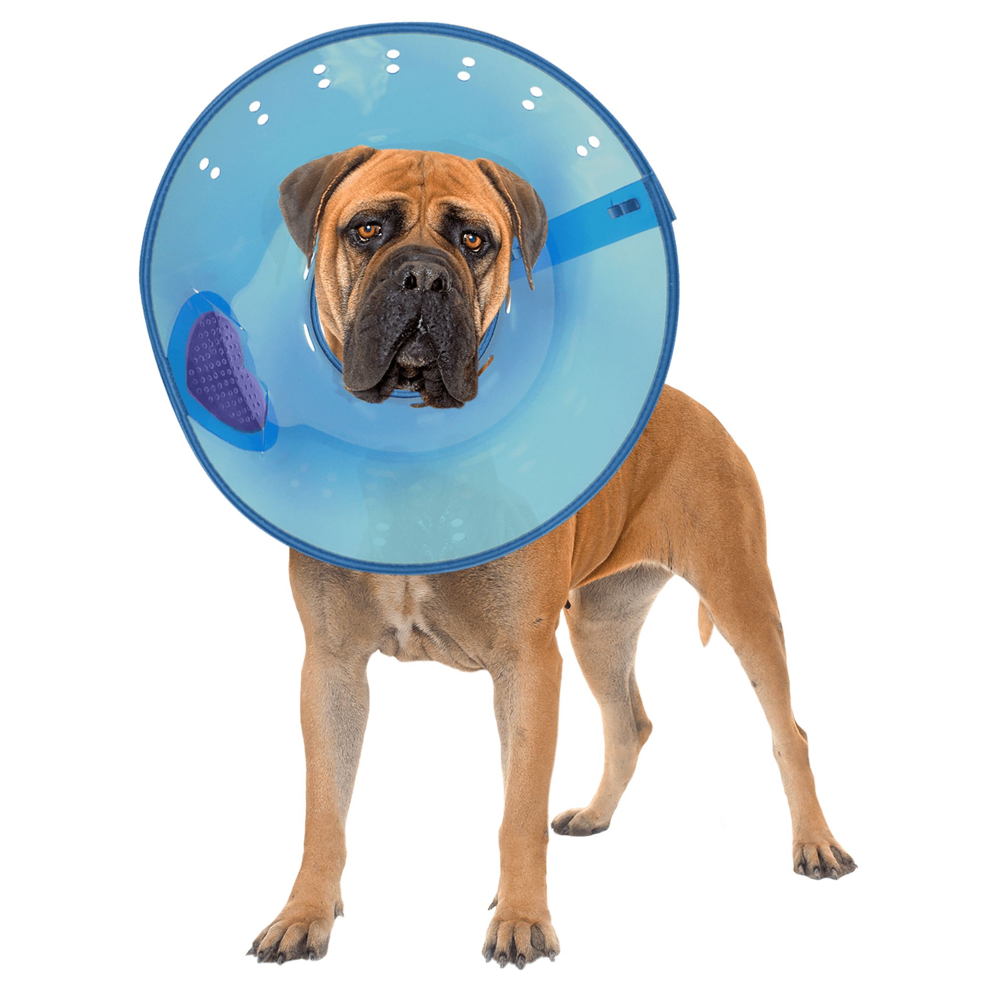 Comfy Cone Dog Neck Cone Petsmart Comfy Cone Pet Recovery Collar 2025