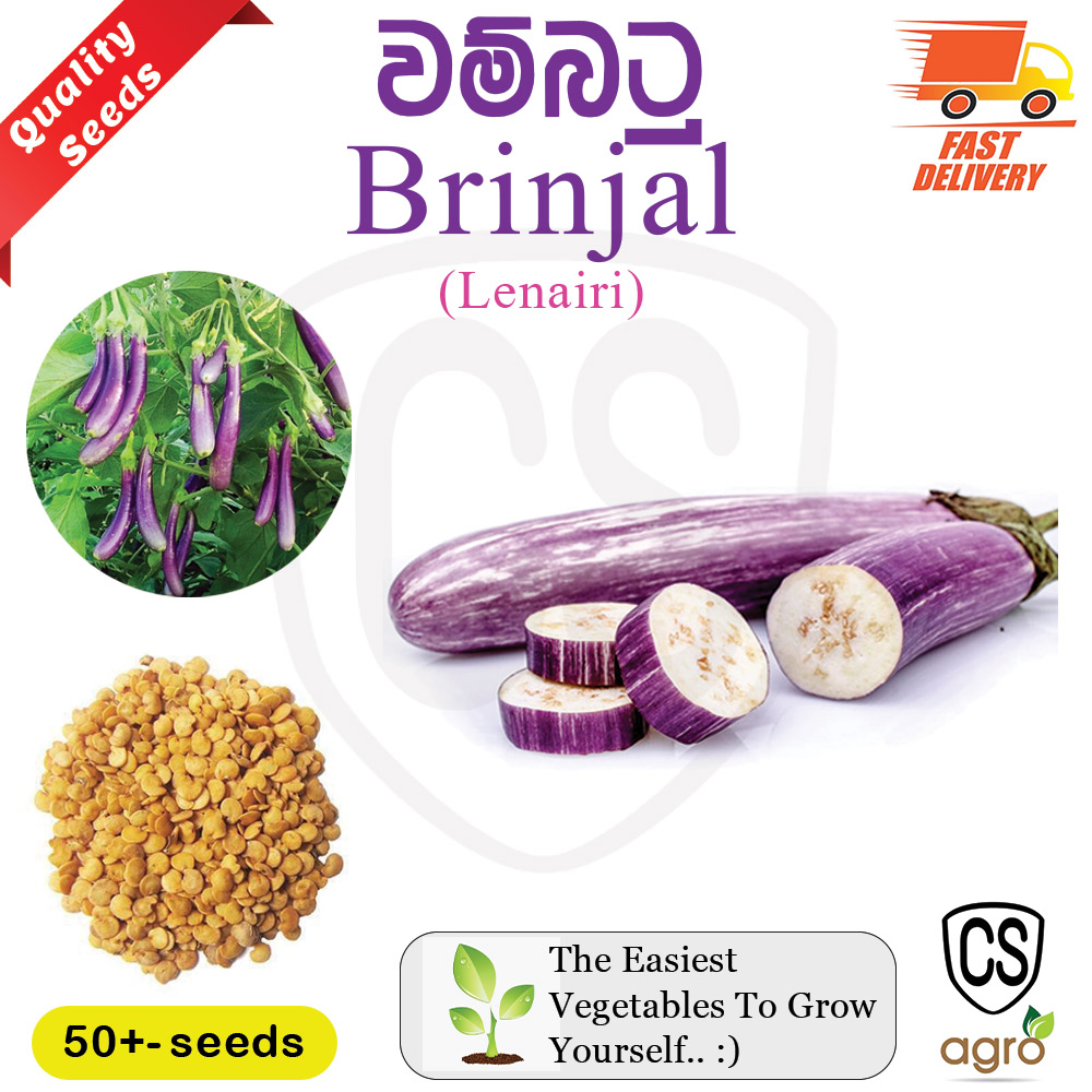 Brinjal Lena Iri Seeds Prima Gardening Agriculcure Home