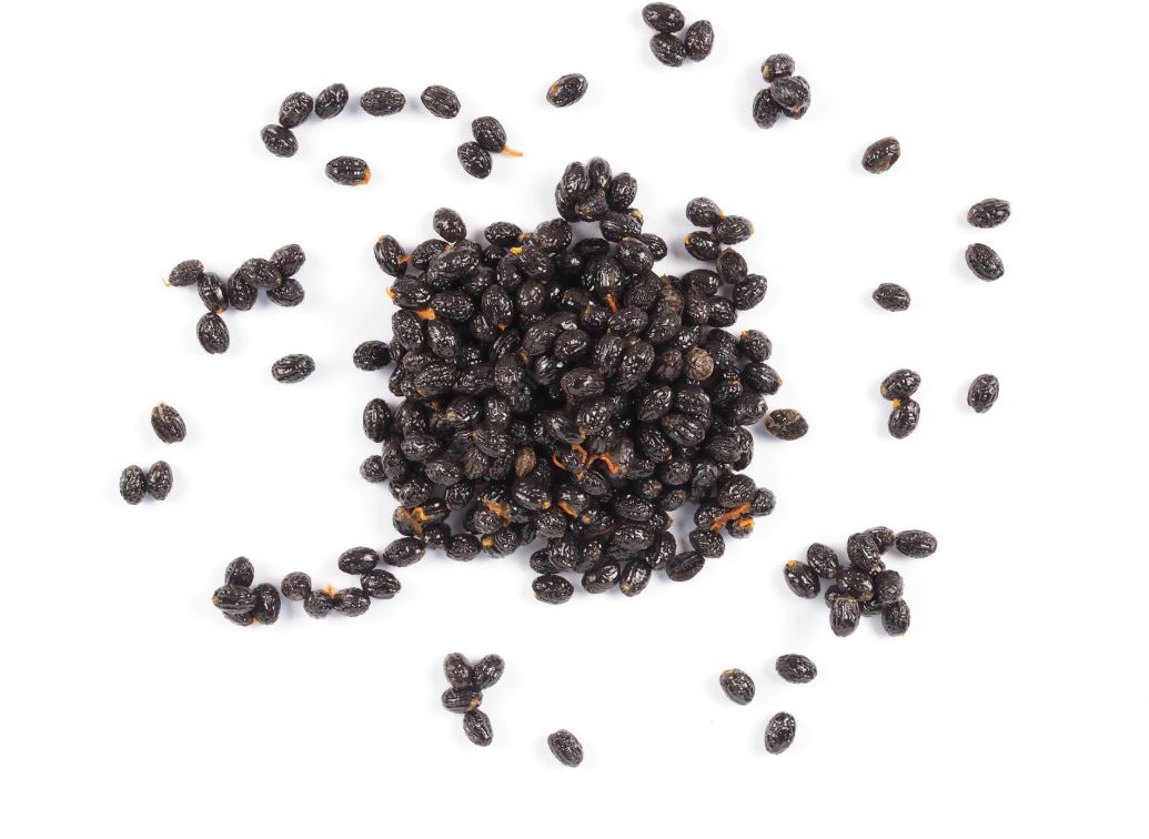 Tanin Papaya Papol F1 Hybrid 5 Seeds Pack. 
