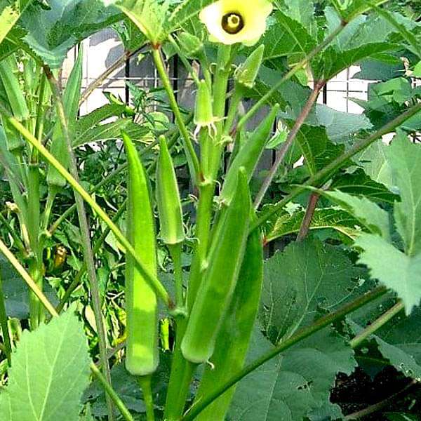 What Is The Best Way To Plant Okra Seeds? Quora