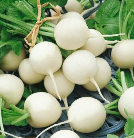 White Radish/Bola Raabu Seeds For Home Garden. 