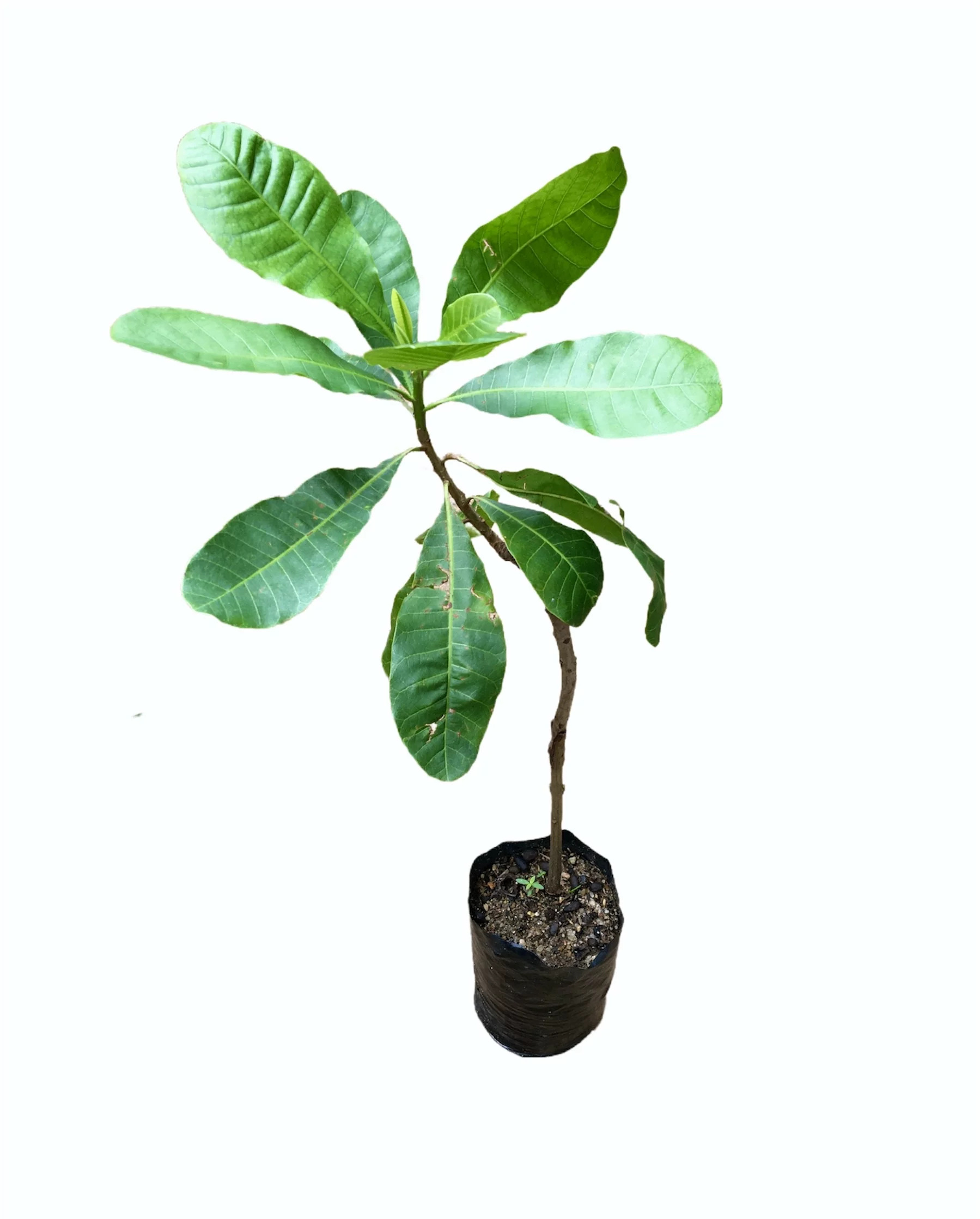 Cashew Plant  කජු