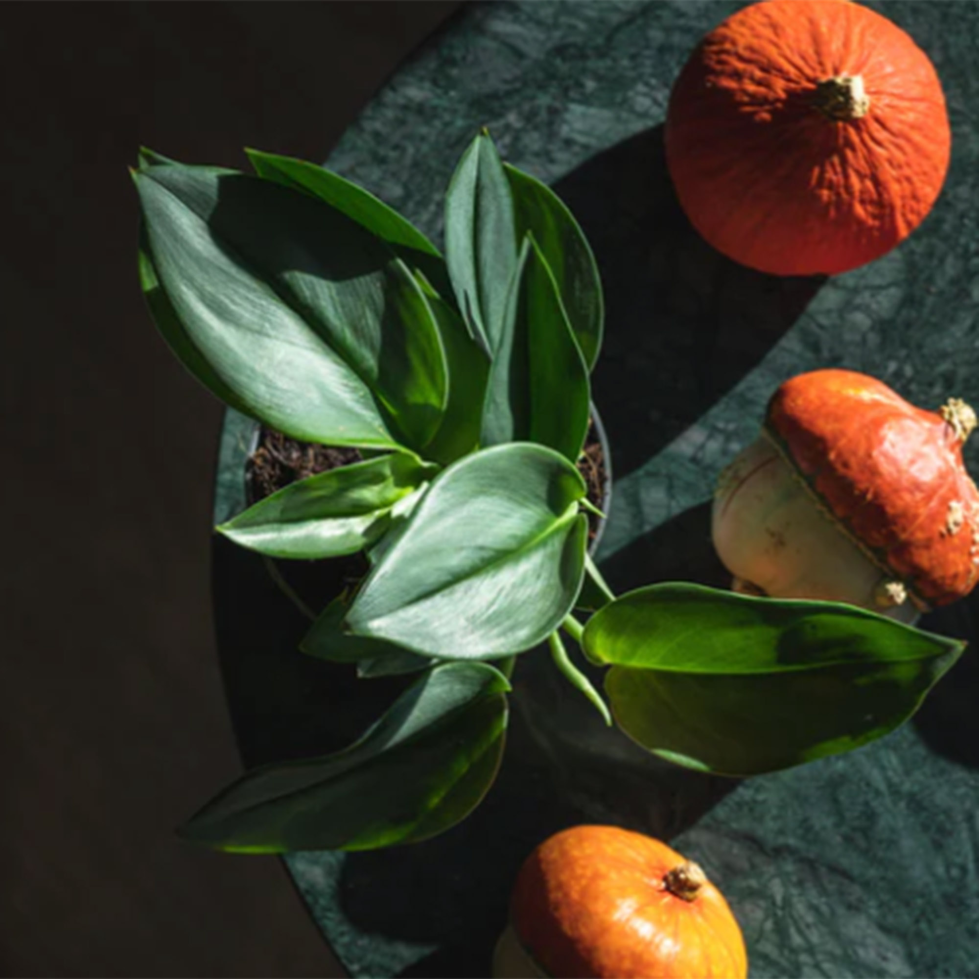 Money Plant / Golden Pothos/ Marble Queen/ N'joy /Heartleaf plant/Silver/Moonlight Pothos with pot. 
