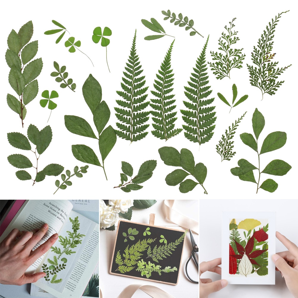 Natural Dry Leaves DIY Decorative Filling Materials Real Dried Pressed Flowers Assorted for Pressed Leaf Resin Mold Art Craft. 