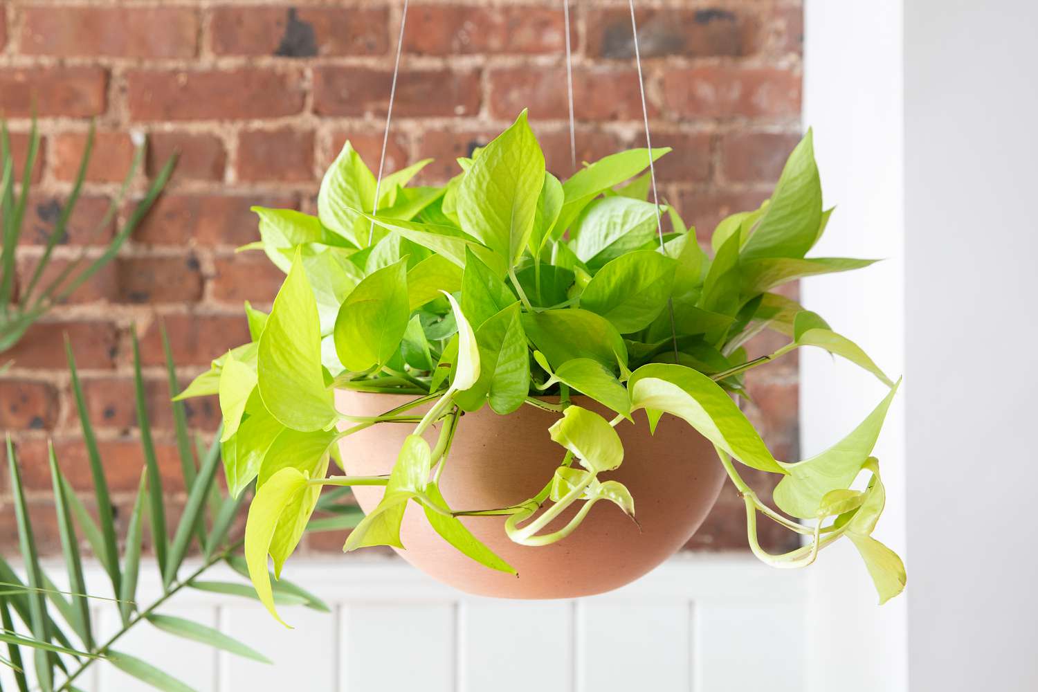 Money Plant / Golden Pothos/ Marble Queen/ N'joy /Heartleaf plant/Silver/Moonlight Pothos with pot. 