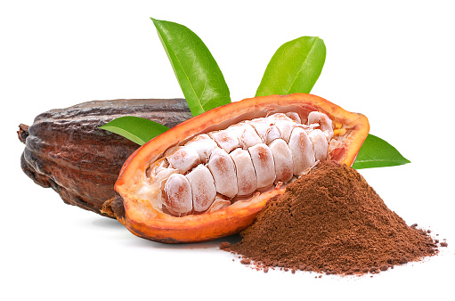 Coco plant/Cocova/chocolate plant