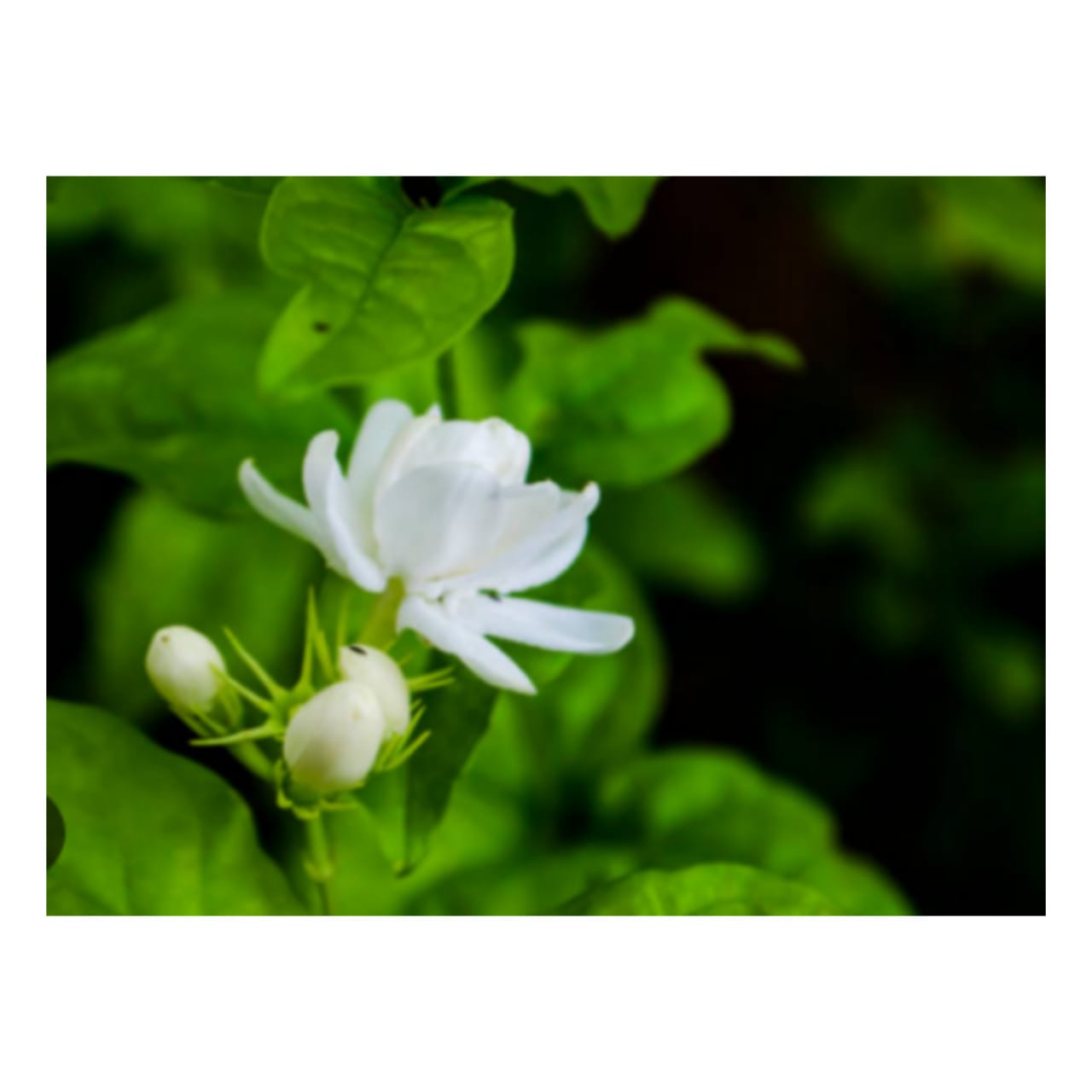 Live Jasmine Flowe Plants,Naturl Flower Plants,Rosa Pichcha Flower Plants. 