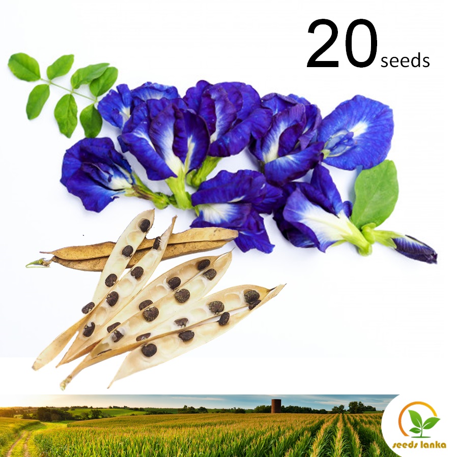 [Green House] Clitoria Ternatea Butterfly Pea Blue Flower Seeds For