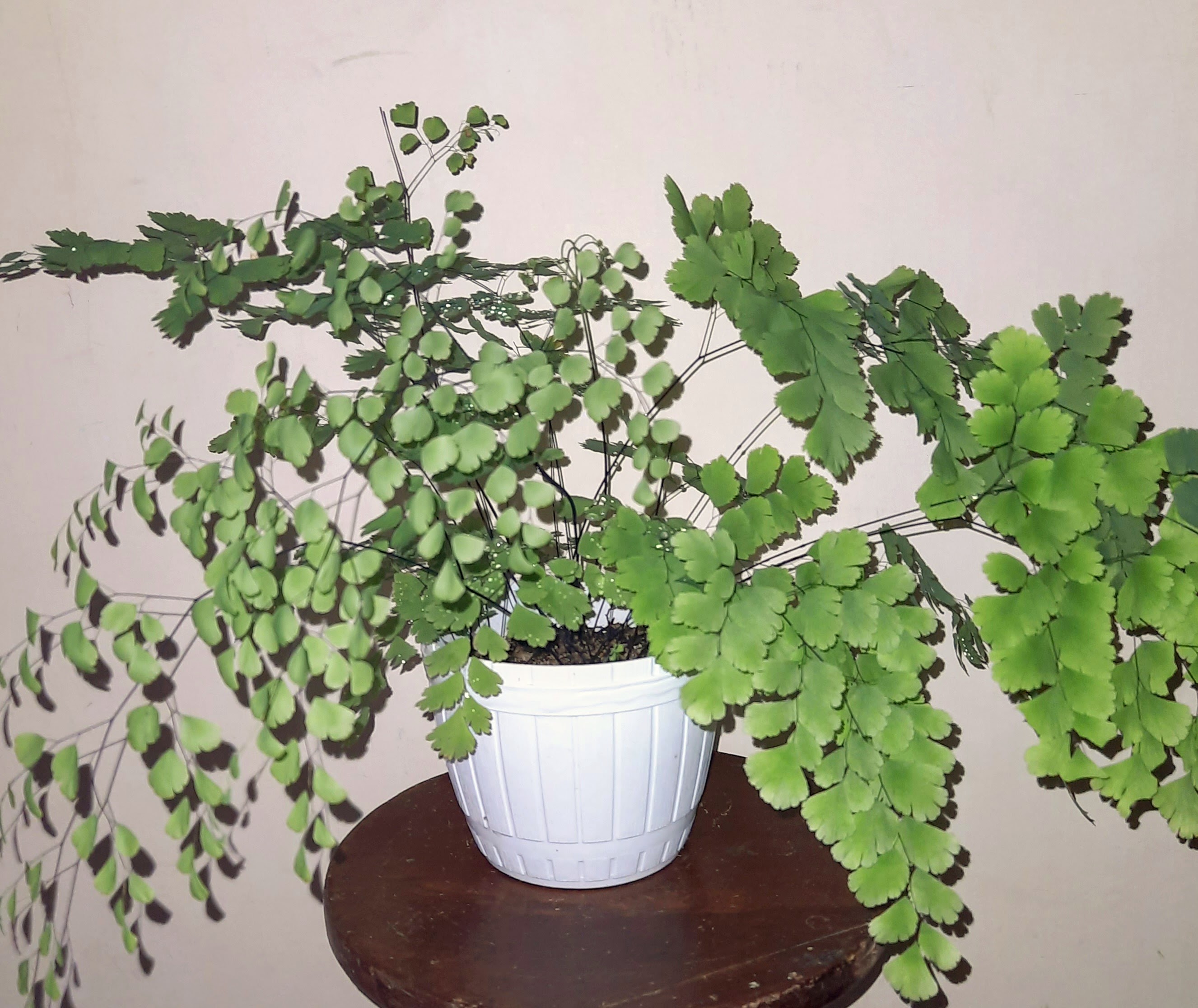 Indoor plant with pot - Southern Maidenhair Fern