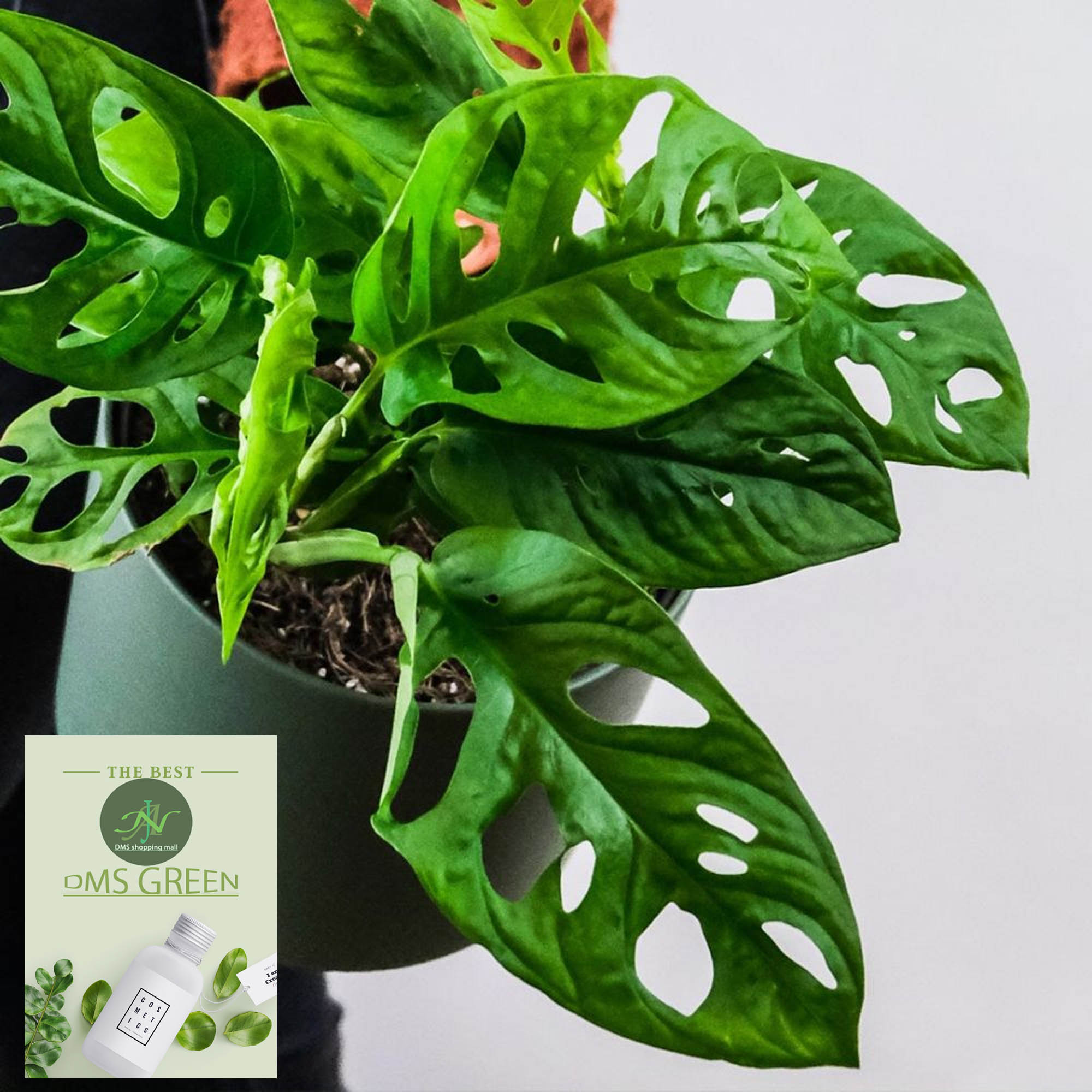 The Swiss cheese plant / Monstera adansonii with black pot. 