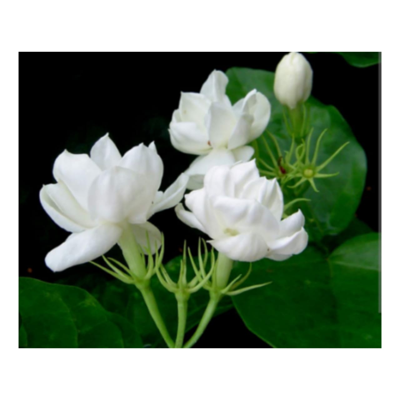 Live Jasmine Flowe Plants,Naturl Flower Plants,Rosa Pichcha Flower Plants. 