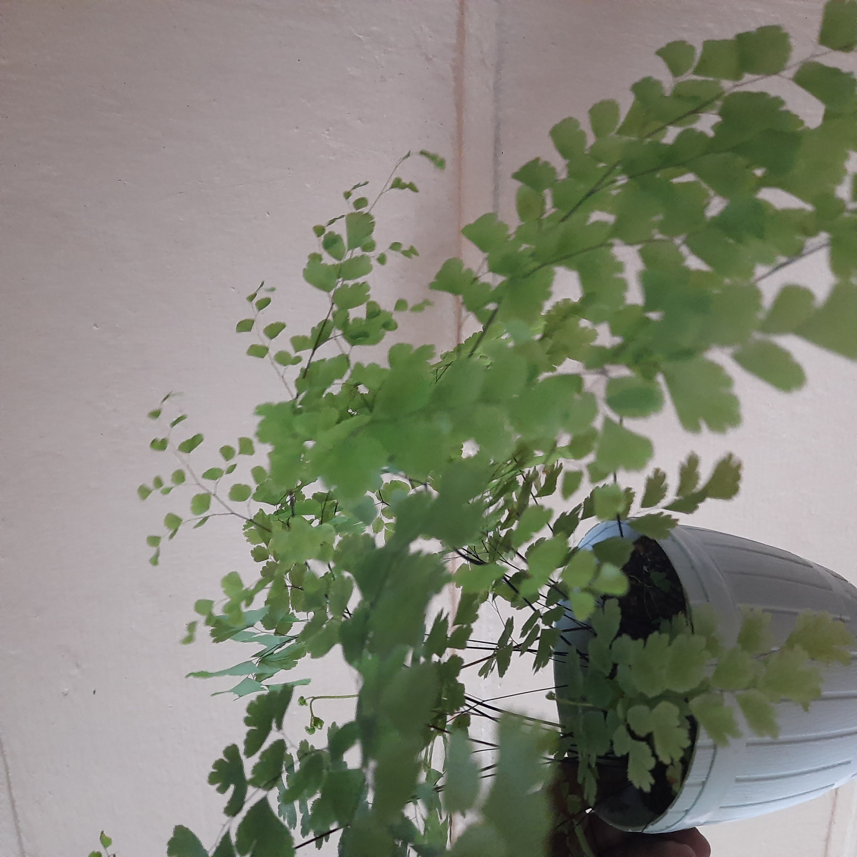 Indoor plant with pot - Southern Maidenhair Fern. 