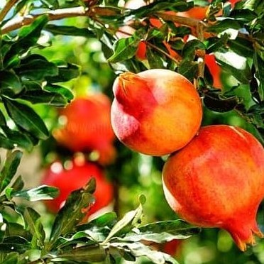 promaganate plant/delum plant/ fruit plants. 