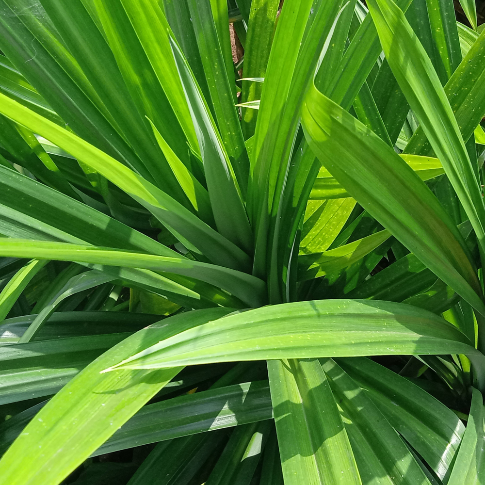 MENNA PRODUCTS Dried Pandan Leaves Powder 100g - Natural Aroma Enhancer. 